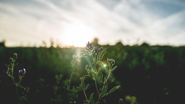 Jutro skupaj – jutranje navade para za krepitev čustvene zveze
